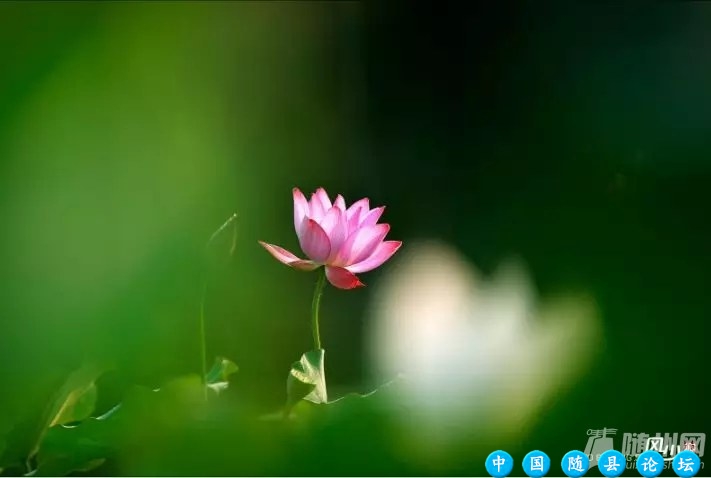 我劝你来随州过一次夏天！