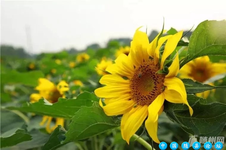 我劝你来随州过一次夏天！