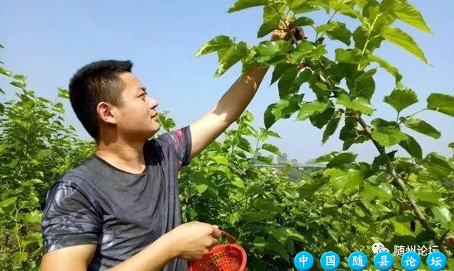 为何街上都卖桑葚!随州论坛网友助残采摘和销售!