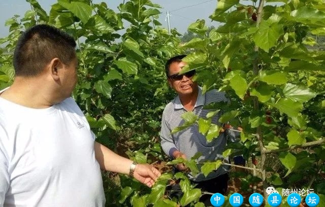 为何街上都卖桑葚!随州论坛网友助残采摘和销售!