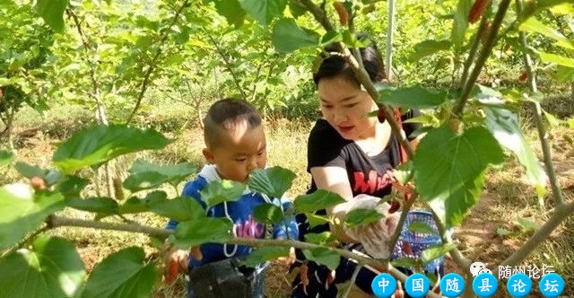 为何街上都卖桑葚!随州论坛网友助残采摘和销售!