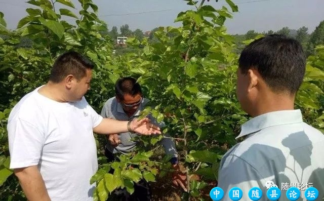 为何街上都卖桑葚!随州论坛网友助残采摘和销售!