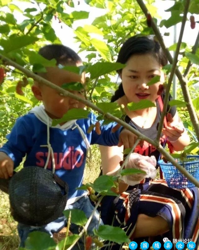 为何街上都卖桑葚!随州论坛网友助残采摘和销售!