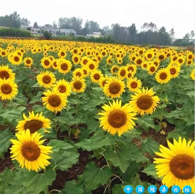 【寻觅】从打工妹到老板，这个女人用20年为随州人打造了一个“花花世界”