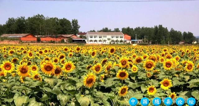 这里是随州！要给点“颜色”你瞧瞧