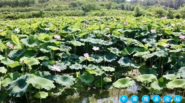 “村播”唱出响亮的乡村之声