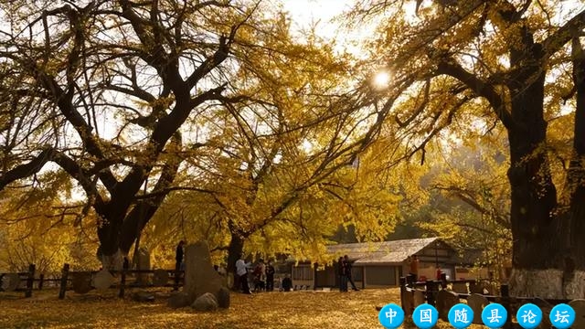 千年银杏谷文化旅游区开园公告