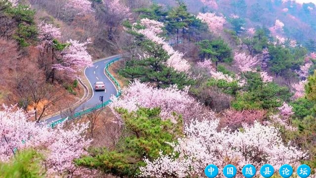 春日限定！最美赏花合集来啦！樱花徒步大会等你来“樱”约！