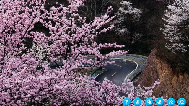 春日限定！最美赏花合集来啦！樱花徒步大会等你来“樱”约！