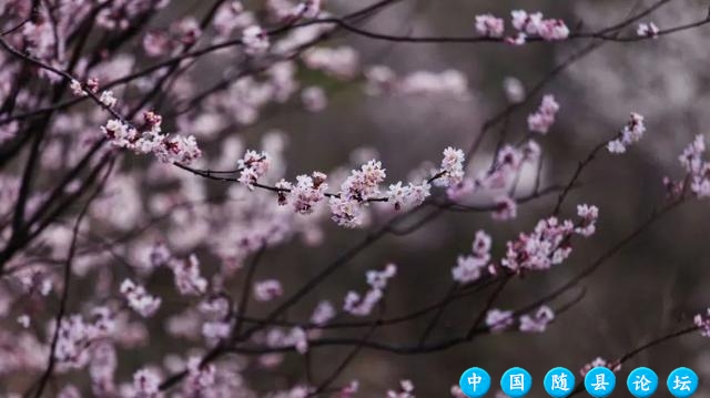 春日限定！最美赏花合集来啦！樱花徒步大会等你来“樱”约！