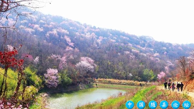 春日限定！最美赏花合集来啦！樱花徒步大会等你来“樱”约！