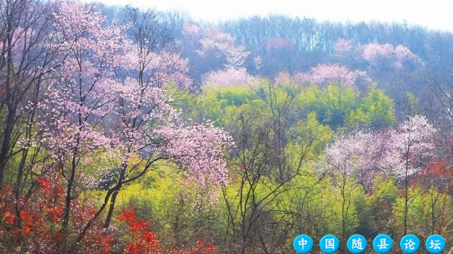 春日限定！最美赏花合集来啦！樱花徒步大会等你来“樱”约！