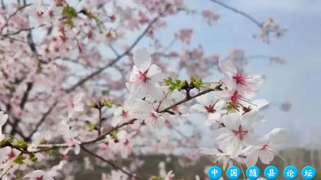 春回洪山镇，花开满园香，桃李樱花竞绽放（内附游玩攻略）