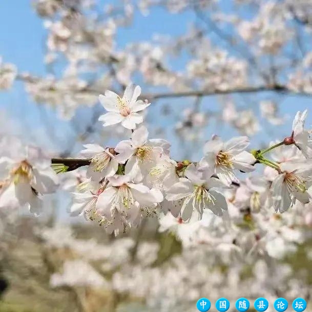 春回洪山镇，花开满园香，桃李樱花竞绽放（内附游玩攻略）