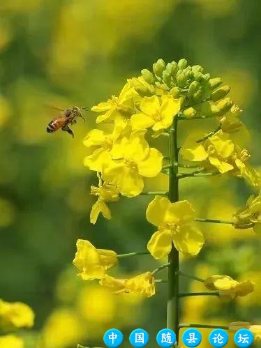 春回洪山镇，花开满园香，桃李樱花竞绽放（内附游玩攻略）