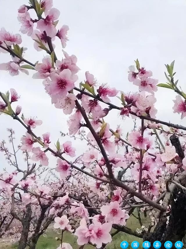 春回洪山镇，花开满园香，桃李樱花竞绽放（内附游玩攻略）