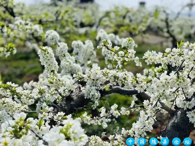 春回洪山镇，花开满园香，桃李樱花竞绽放（内附游玩攻略）