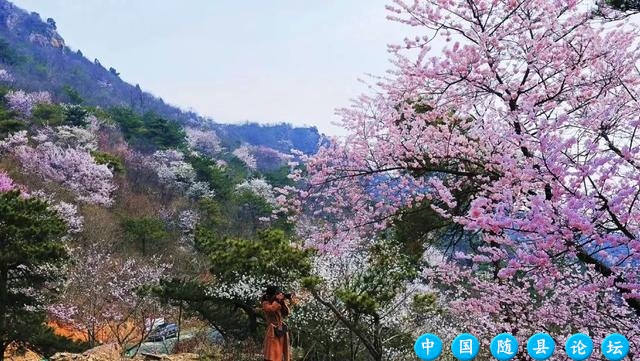 穿越千年祈福地，遇见十万野樱花！随州大洪山风景区邀你共赴浪漫之约樱花季,春日赏樱,浪漫徒步活动,文化体验