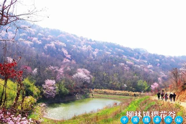 穿越千年祈福地，遇见十万野樱花！随州大洪山风景区邀你共赴浪漫之约樱花季,春日赏樱,浪漫徒步活动,文化体验