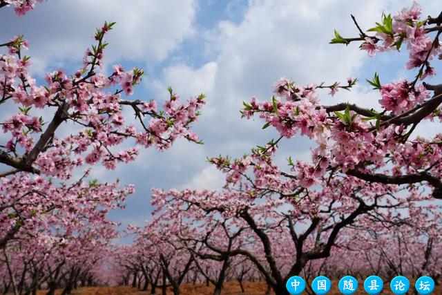 3月19日！邀您共赴第十八届尚市桃花季春日盛宴！尚市桃花季,桃花园景区,春日活动