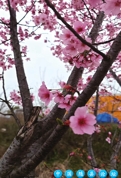 花开时节 “醉”美春光春光,春天,花海,李花,樱花